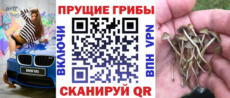 Галлюциногенные грибы Psilocybine cubensis  где можно купить   Знаменск 
